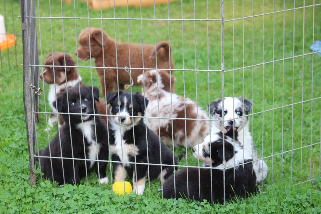 chiot Berger Australien des Franch'Balzanes