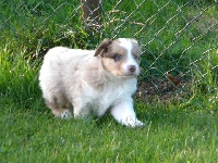 CHIOT rouge merle ITTI