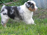 Kylie , bleu merle 1