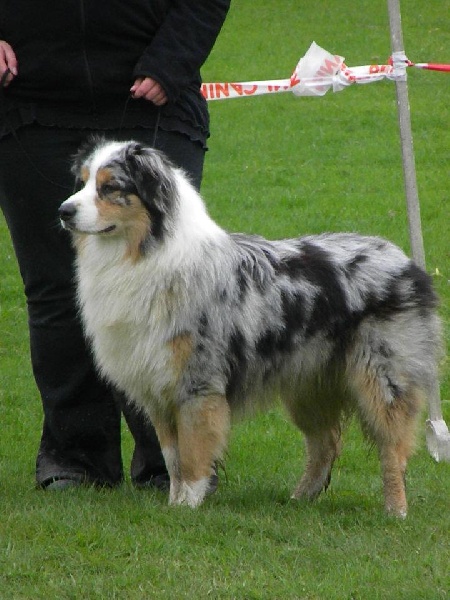 Jethro du domaine d'alomel