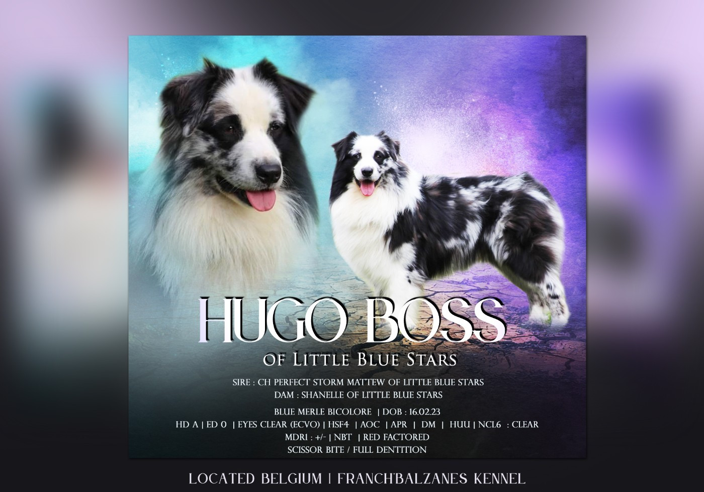 Ugo boss Of Little Blue Stars